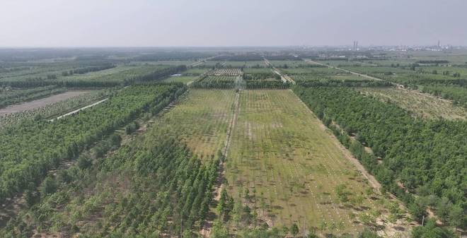 利津：直升机“飞防”撑起森林“保护伞” 较传统方式提升约30%效率(图1)